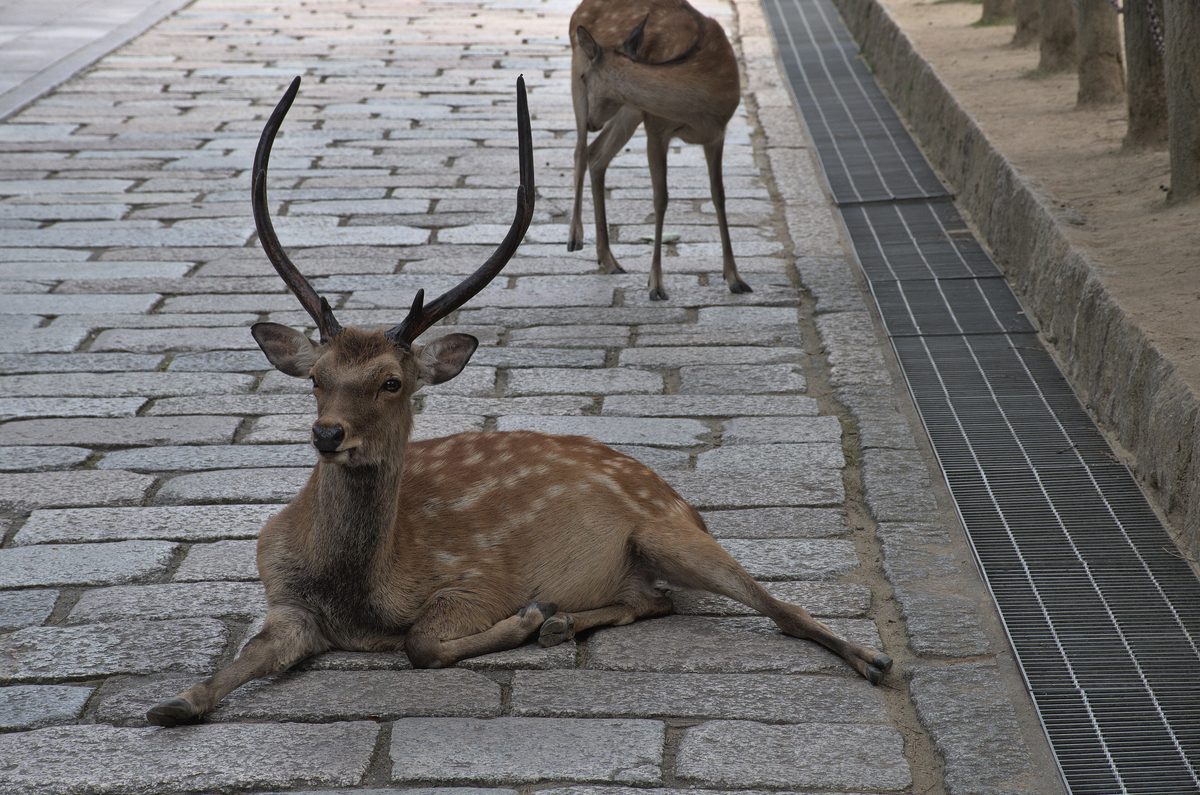 A sika deer resting on the temple approach at Todai-ji, Nara