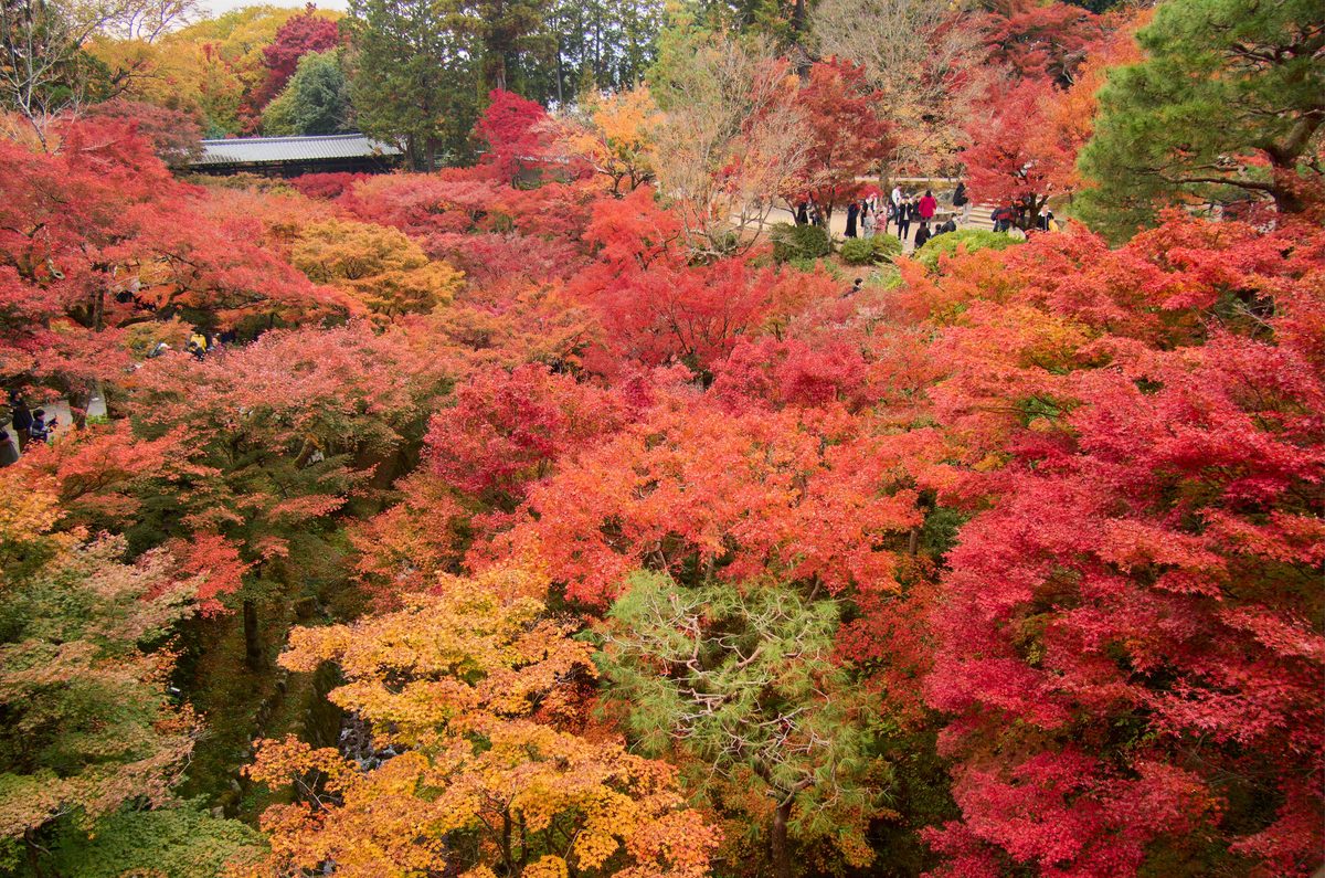 Autumn maples in full colour at Tofuku-ji temple, Kyoto